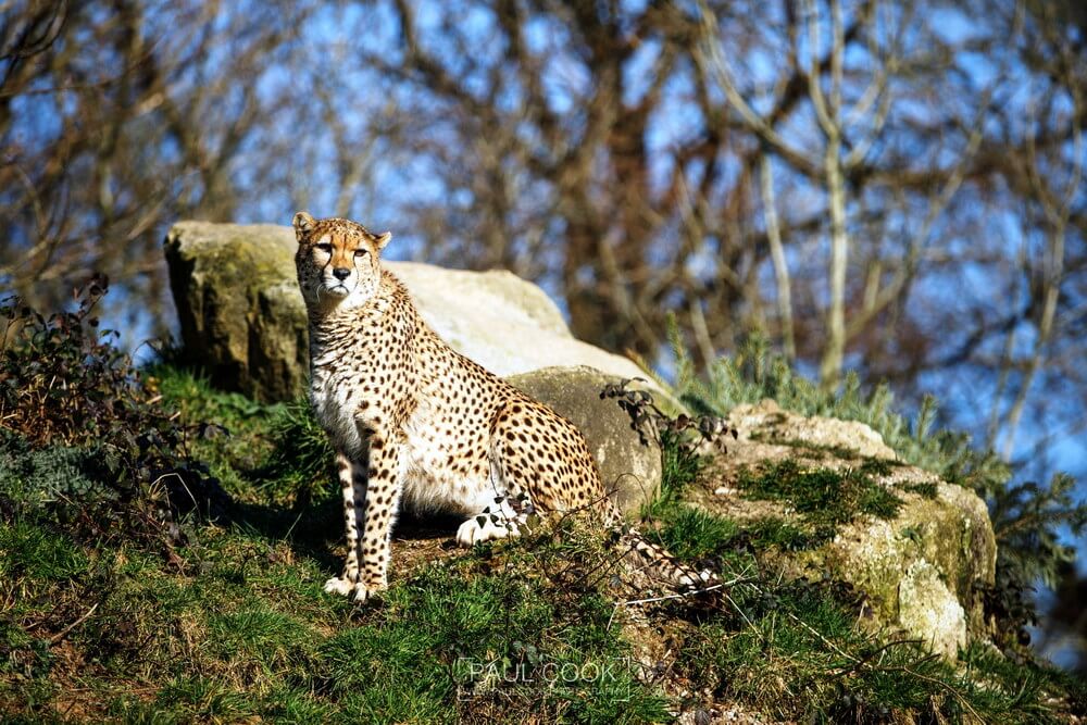 达特穆尔动物园（Dartmoor Zoo）